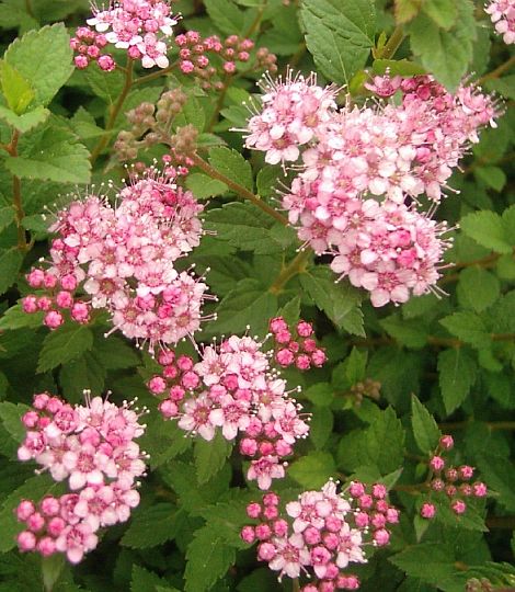 Spiraea japonica 'Little princess' 9*9